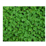 Σπόροι Γκαζόν Dichondra Repens (Τριφυλλάκι)