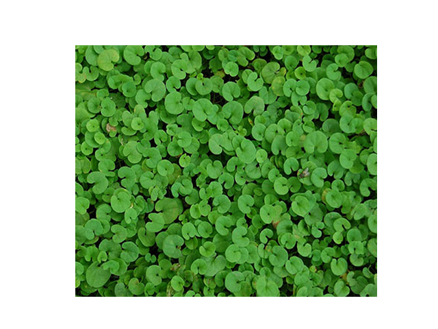 Dichondra Repens (Τριφυλλάκι) Σπόροι Γκαζόν Dichondra Repens (Τριφυλλάκι) - Image 1