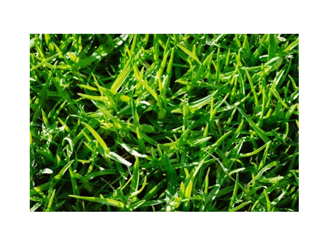 KIKUYU grass Σπόροι Γκαζόν Kikuyu - Image 1