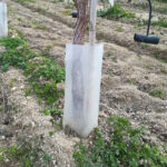 Προστατευτικές Σακούλες Δέντρων - Αμπελιού (τιμή / κιλό) - Image 2